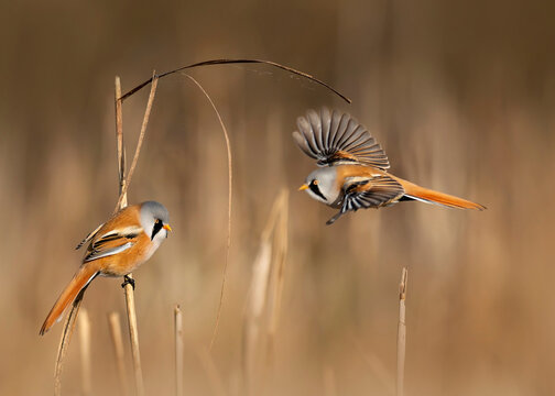 Bearded reedlings (Panurus biarmicus) perching on reeds