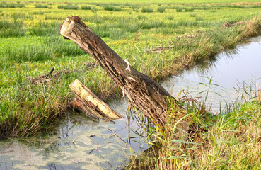 Broken tree next to a small stream