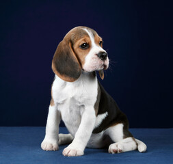 Cute little beagle puppy on blue background