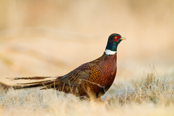 Bird - Common pheasant Phasianus colchius Ring-necked pheasant in natural habitat wildlife Poland Europe