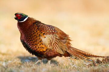 Bird - Common pheasant Phasianus colchius Ring-necked pheasant in natural habitat wildlife Poland Europe