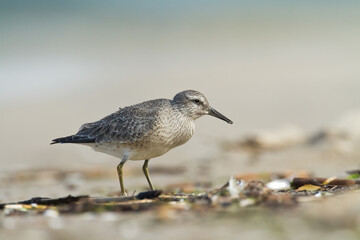 Shorebird - juvenile Calidris canutus, Red Knot on the Baltic Sea shore, migratory bird Poland Europe