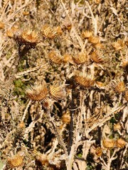 dry autumn burdock in the field