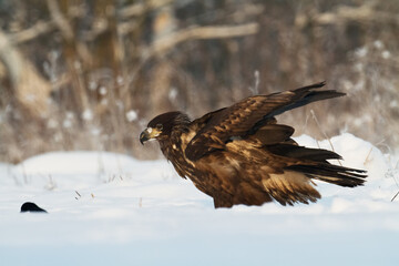 Birds of prey - Majestic predator White-tailed eagle, Haliaeetus albicilla in Poland wild nature