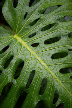 Green monstera leaf with rain water drops