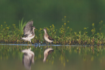 Shorebirds - Wood Sandpiper Tringa glareola, wildlife Poland Europe