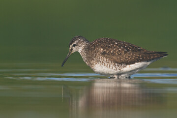 Shorebirds - Wood Sandpiper Tringa glareola, wildlife Poland Europe