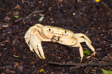 crab on the sand