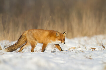 Fox Vulpes vulpes in natural scenery, Poland Europe, animal walking among meadow