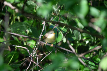 Yellow bellied prinia in the wild 