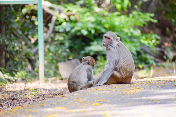 Mother monkey with her child 