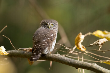 Pygmy owl Glaucidium passerinum little owl natural dark forest north parts of Poland Europe