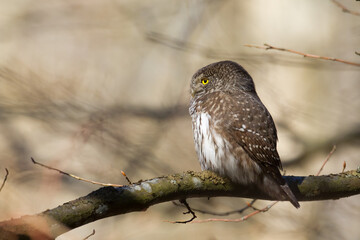 Pygmy owl Glaucidium passerinum little owl natural dark forest north parts of Poland Europe
