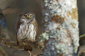 Pygmy owl Glaucidium passerinum little owl natural dark forest north parts of Poland Europe