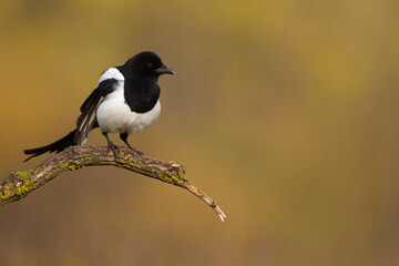 Fototapeta premium The Eurasian Magpie or Common Magpie or Pica pica on the branch with colorful background