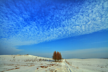 landscape winter trees and fields covered by snow in Poland, Europe on sunny day in winter, amazing clouds in blue sky
