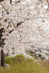 Spring Cherry Blossoms background Sakura