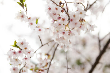 Spring Cherry Blossoms background Sakura