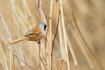 Bird Bearded Reedling Panurus biarmicus Poland Europe, a bird living in reeds on the edges of rivers, ponds, lakes