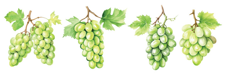 Set of Green Grapes Watercolor Illustration

