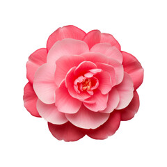 Camelia flower isolated on transparent background