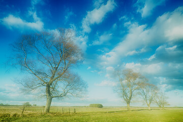 Landscape sunny day in Narew river valley, Poland Europe, meadows with willow trees, spring time
