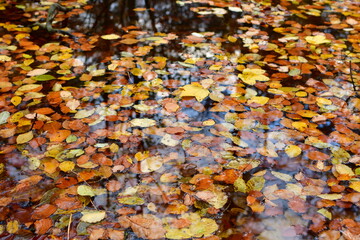 Autumn leafs on Water surface fall mirroring