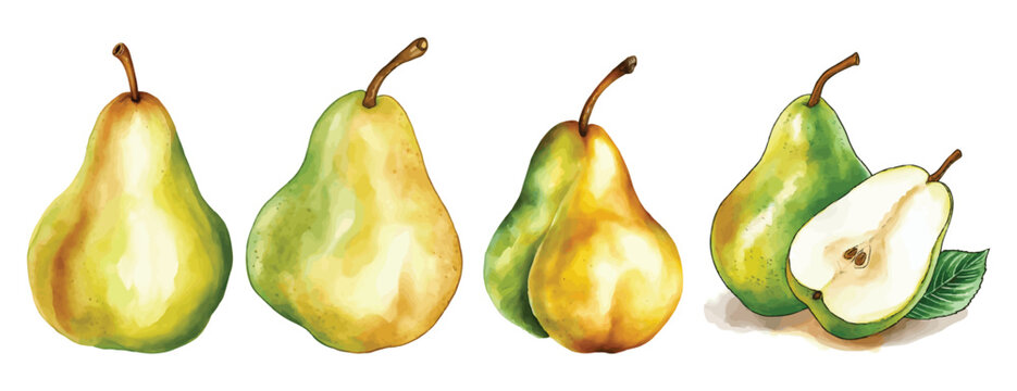 Set of Pear Fruit Watercolor Vector Illustration
