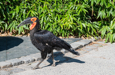 Bucorvus leadbeateri walks on the asphalt surface