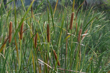 Typha angustifolia plant. Its other names  lesser bulrush, narrowleaf cattail and lesser reedmace. This is a perennial herbaceous plant of genus Typha. This Several parts of the plant are edible.    