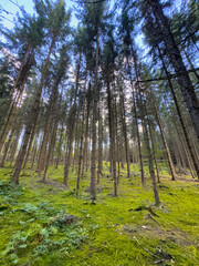 A view through the forest trees with a moss ground and the sun rays peak through the trees