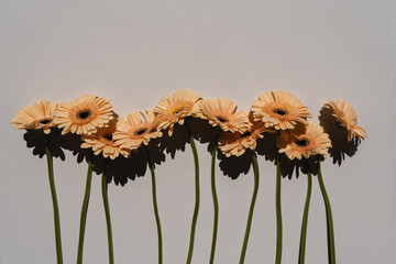 Beautiful pastel peachy gerbera flowers. Aesthetic minimal floral composition with copy space
