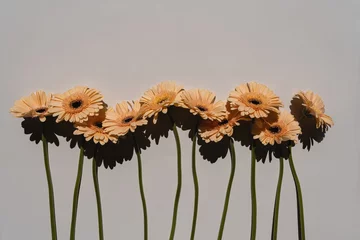 Fototapeten Beautiful pastel peachy gerbera flowers. Aesthetic minimal floral composition with copy space © Floral Deco
