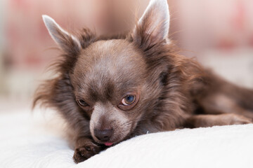 Lilac cute longhair chiwawa - closeup photography