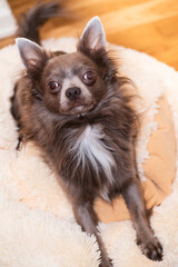 Lilac cute longhair chiwawa - closeup photography