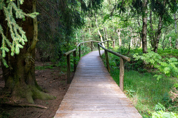 Wooden path to the birch forest in the red bog