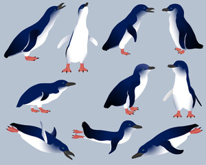 Collection of little penguins or blue penguins birds in colour image