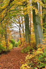 Autumn Forest Path fall colorfull way road trekking germany odenwald