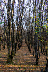 forest and wild landscape and view