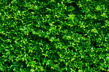 Fototapeta na wymiar green leaves wall background, leaf wall nature background