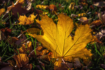 Dry autumn leaves falling in a forest with selective focus.