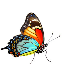Exquisite  butterfly captured in high detail, perfect for educational use, nature-inspired graphic designs, and digital overlays with its transparent background
