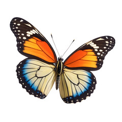 Fototapeta na wymiar Exquisite butterfly captured in high detail, perfect for educational use, nature-inspired graphic designs, and digital overlays with its transparent background