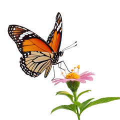 Naklejka premium Exquisite butterfly captured in high detail, perfect for educational use, nature-inspired graphic designs, and digital overlays with its transparent background