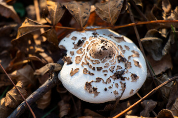 mushroom in forest