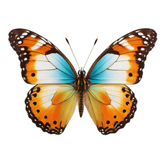 Fototapeta premium Exquisite butterfly captured in high detail, perfect for educational use, nature-inspired graphic designs, and digital overlays with its transparent background