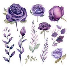 The set of watercolor roses and leaves elements, illustrations, ai generatives