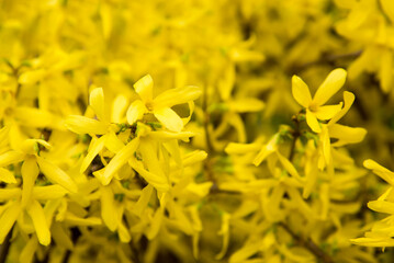 Beautiful forsythia in spring time, yellow spring flowers 