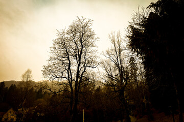 Peleș Castle in Transylvania .