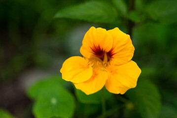 Yellow nasturtium flower in the garden. Floral natural background.